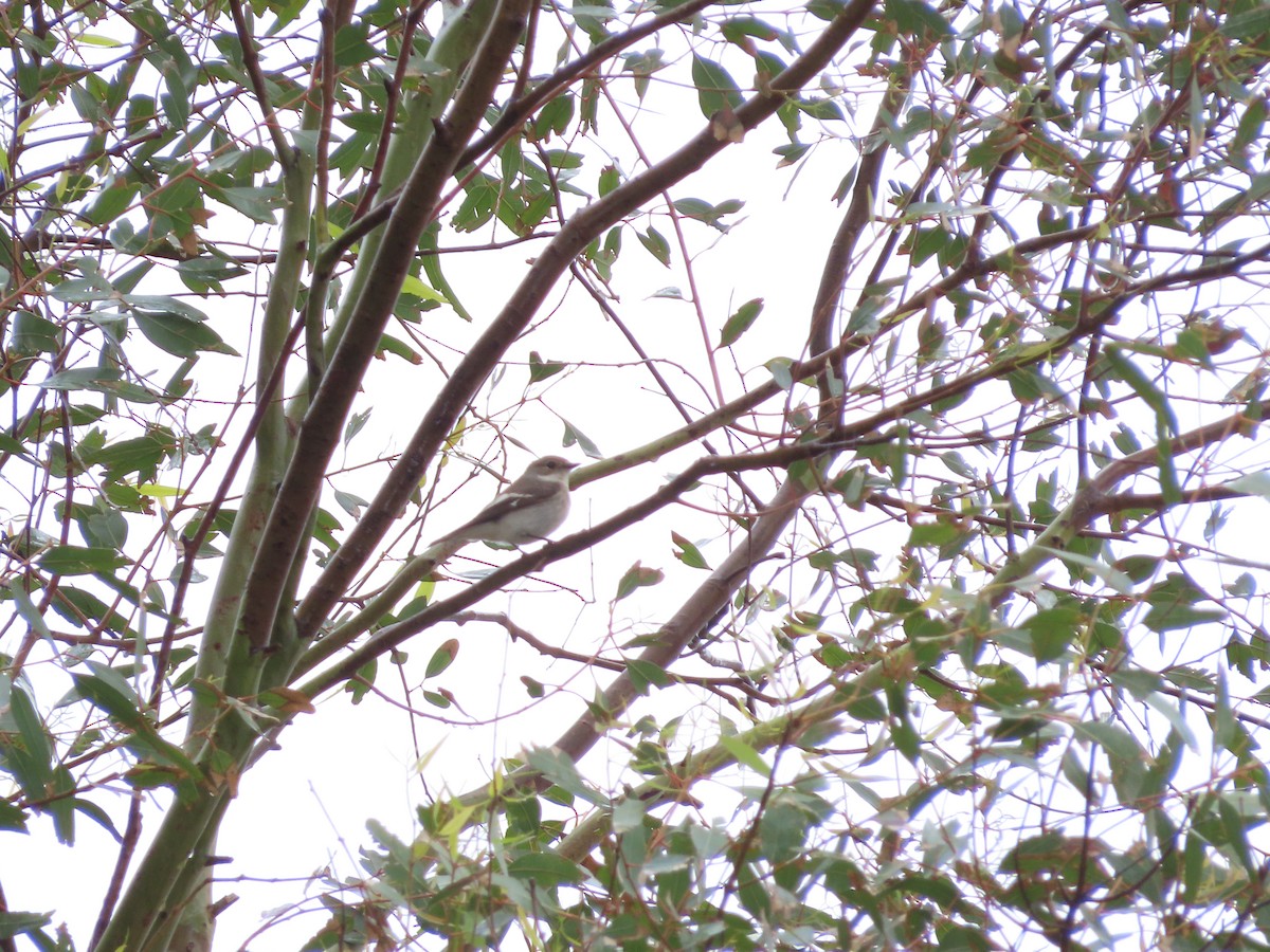 Semicollared Flycatcher - ML646390937