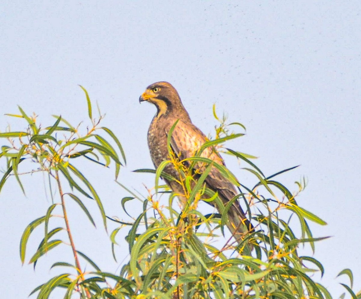 White-eyed Buzzard - ML646390946