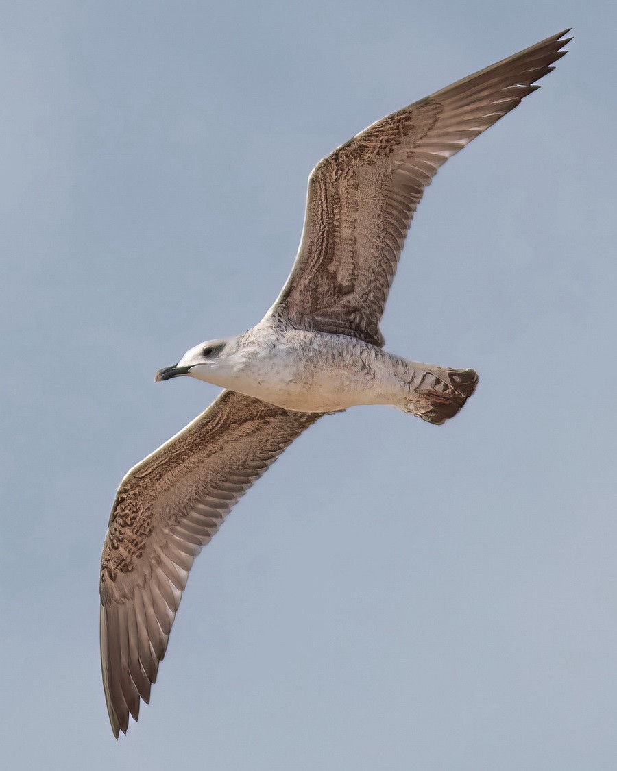 Armenian Gull - ML646390948