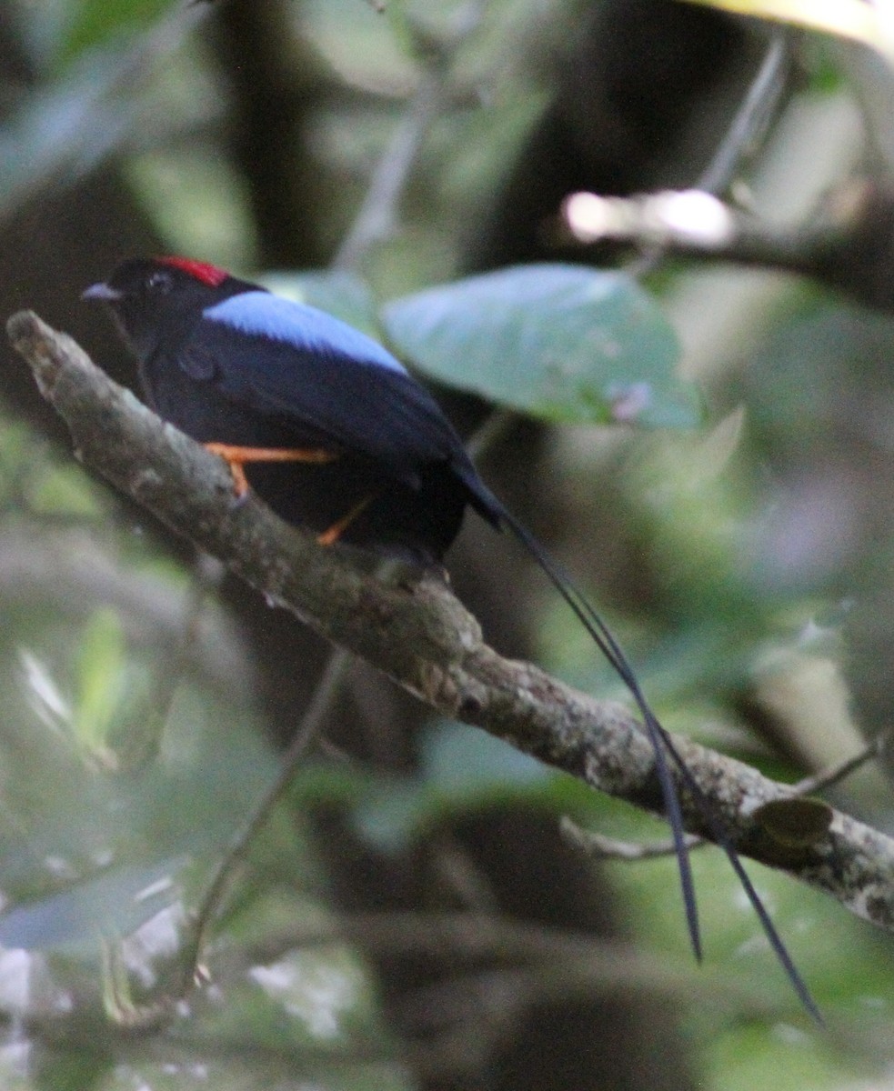 Long-tailed Manakin - ML646390950