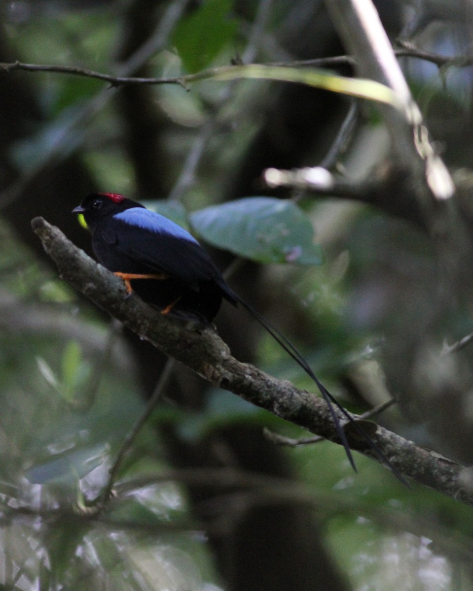 Long-tailed Manakin - ML646390953