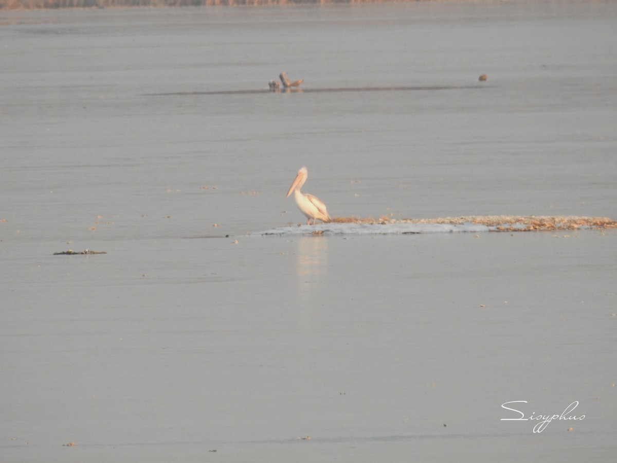 ハイイロペリカン - ML646390976