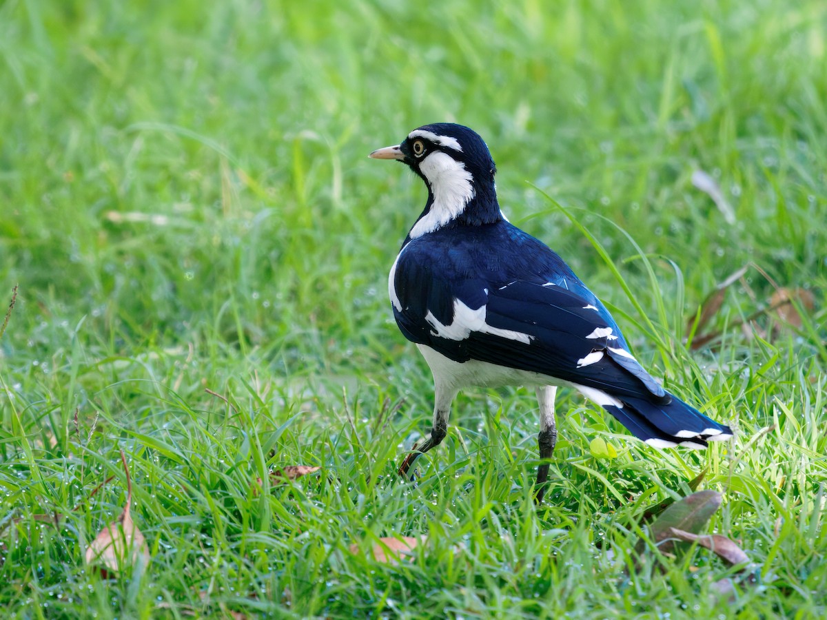 Magpie-lark - ML646390990