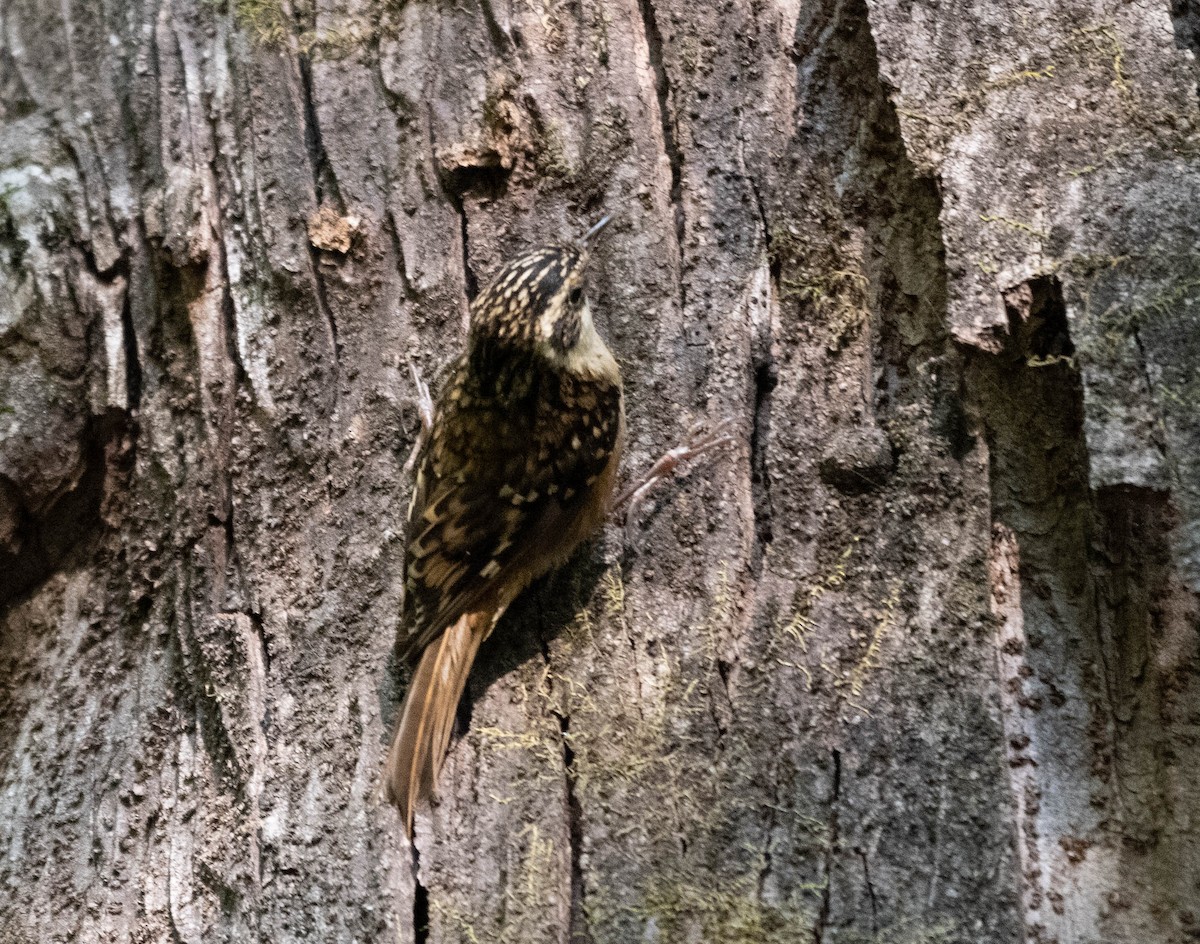 Rusty-flanked Treecreeper - ML646391013