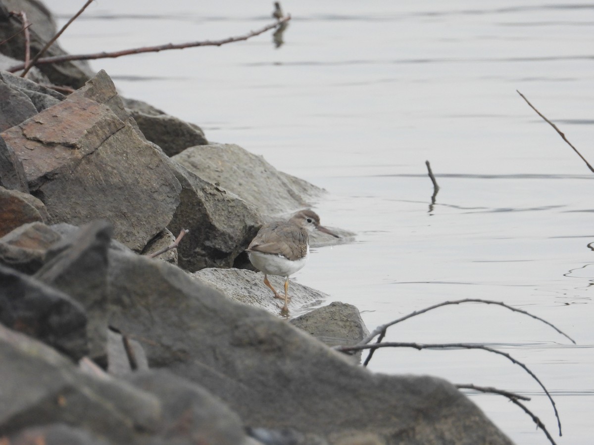 Spotted Sandpiper - ML646391019