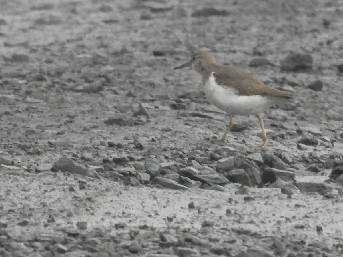Spotted Sandpiper - ML646391028