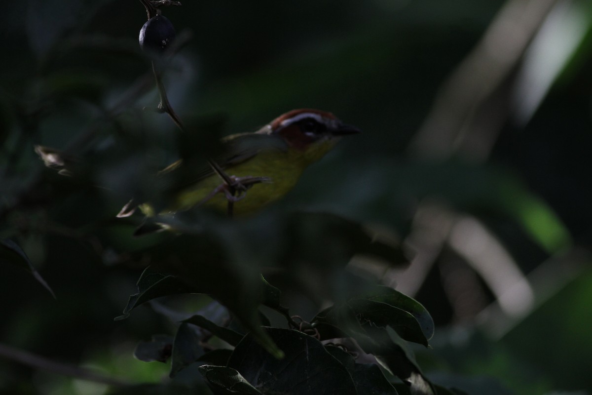 Chestnut-capped Warbler - ML646391049