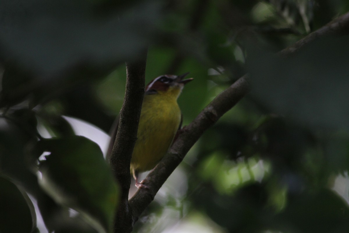 Chestnut-capped Warbler - ML646391050