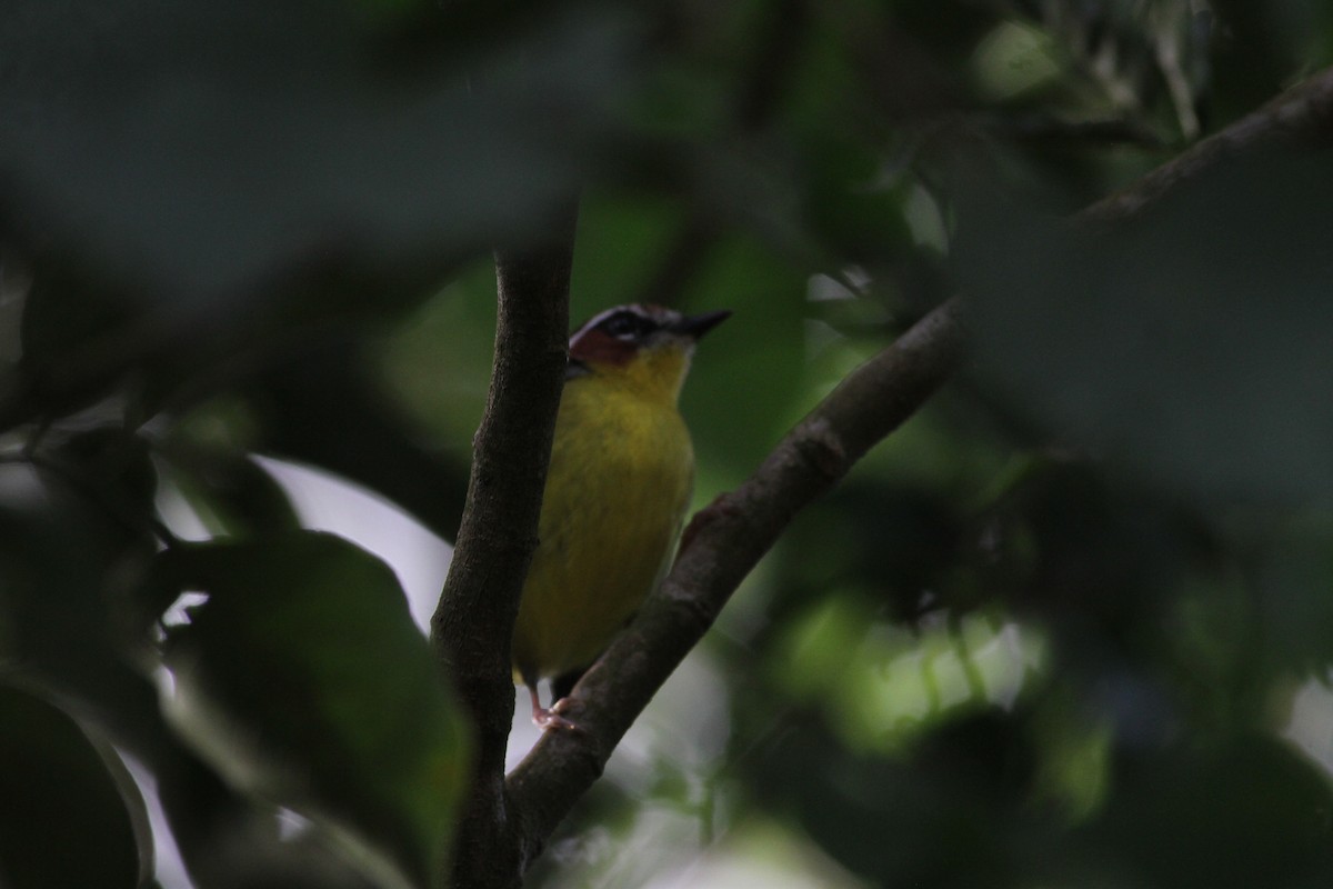 Chestnut-capped Warbler - ML646391052