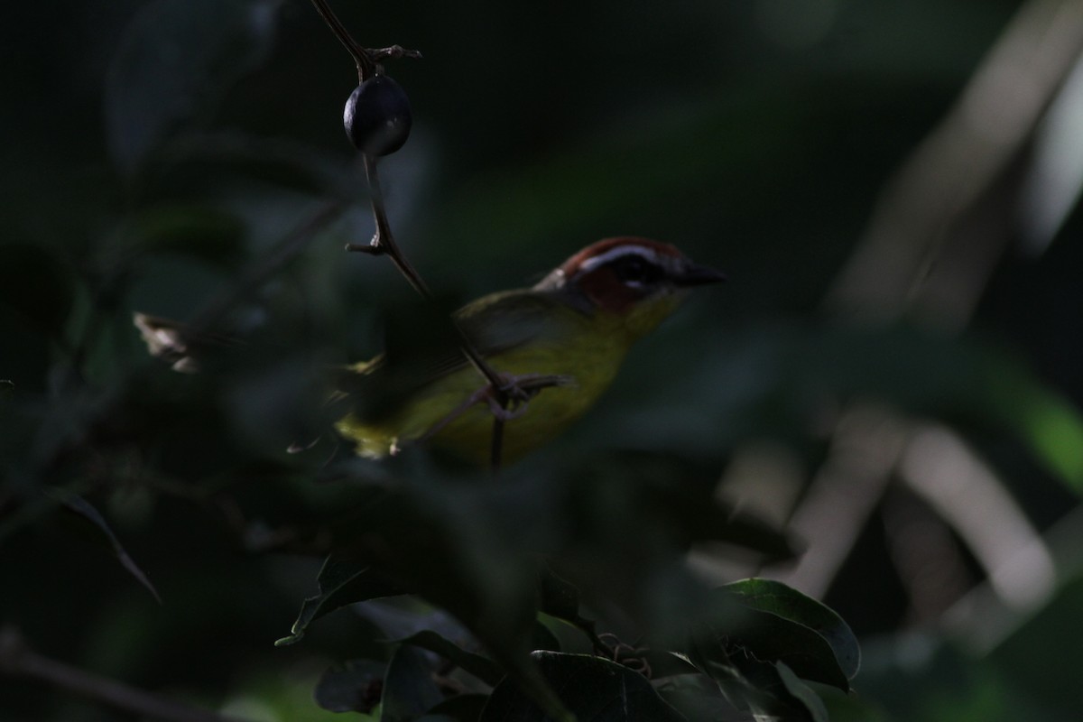 Chestnut-capped Warbler - ML646391053
