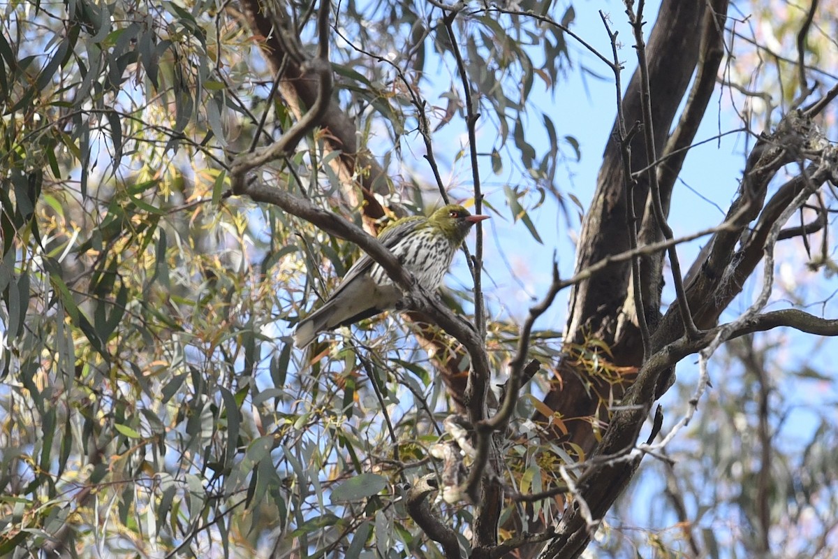 Olive-backed Oriole - ML646391055