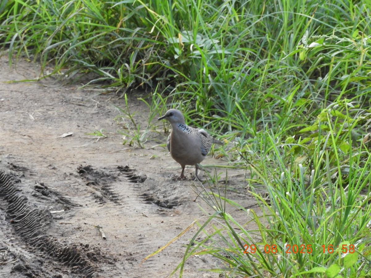 Spotted Dove - ML646391056
