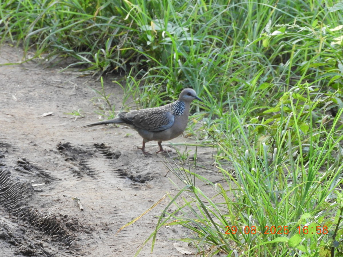 Spotted Dove - ML646391057