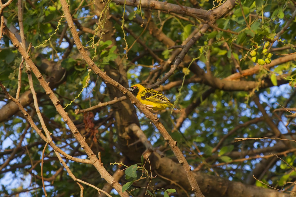 Village Weaver - ML646391065