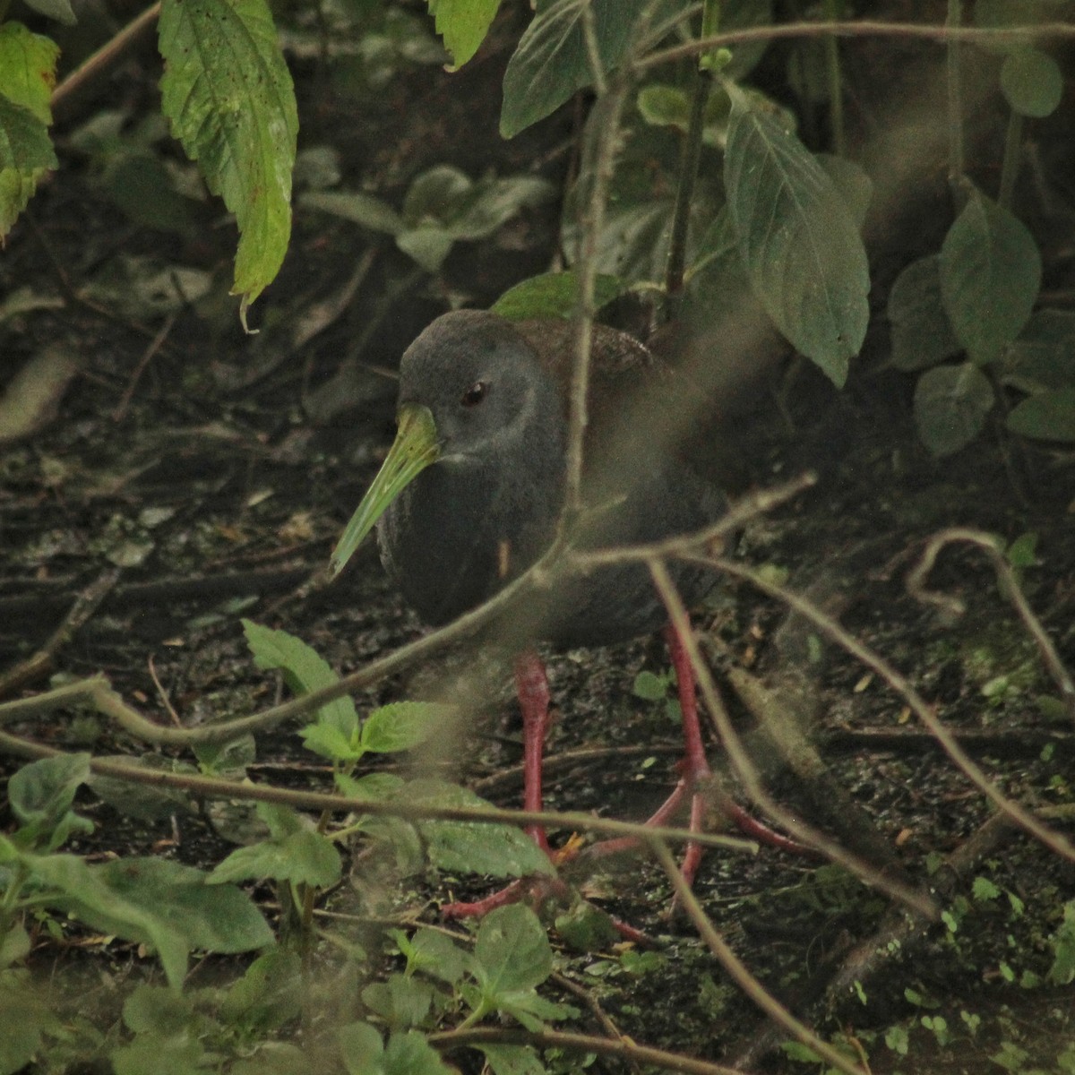 Blackish Rail - ML646391066