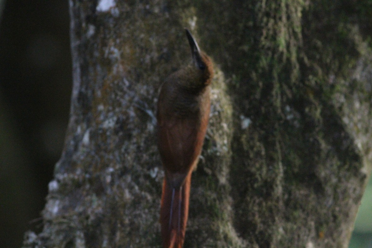 Northern Barred-Woodcreeper - ML646391074