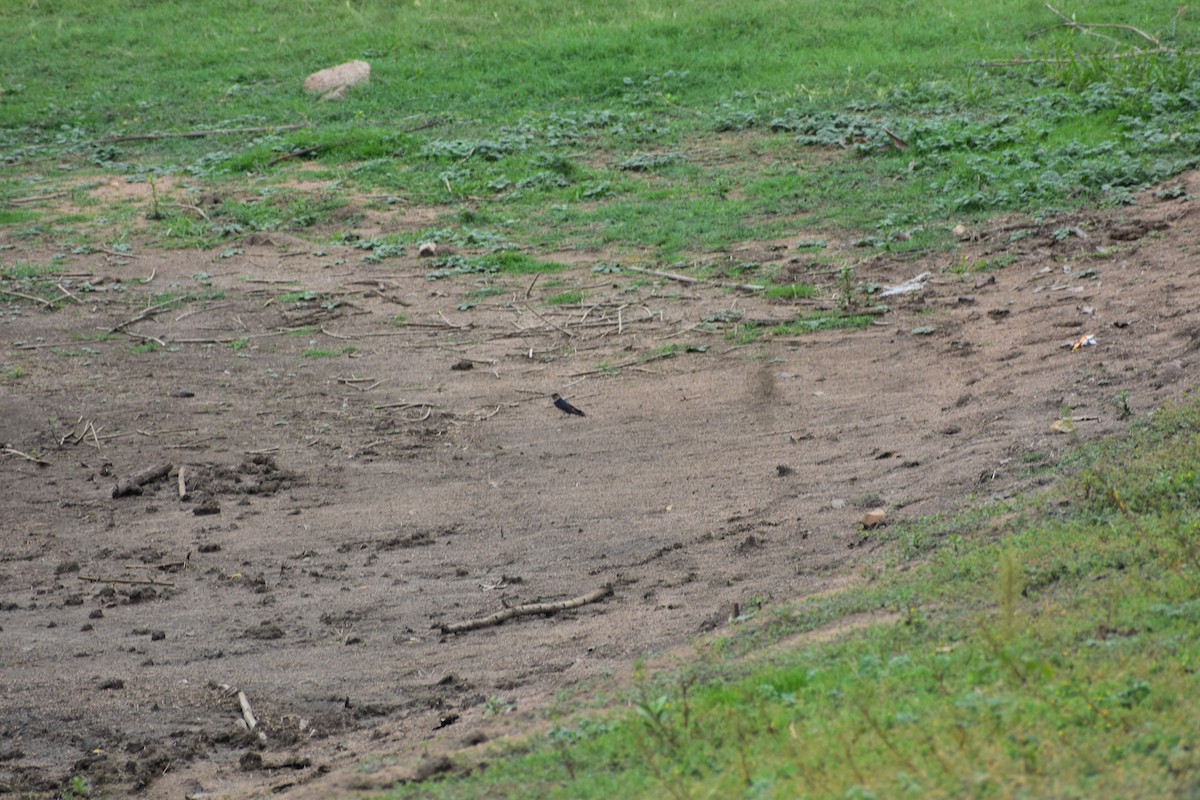 vlaštovka skalní - ML646391075