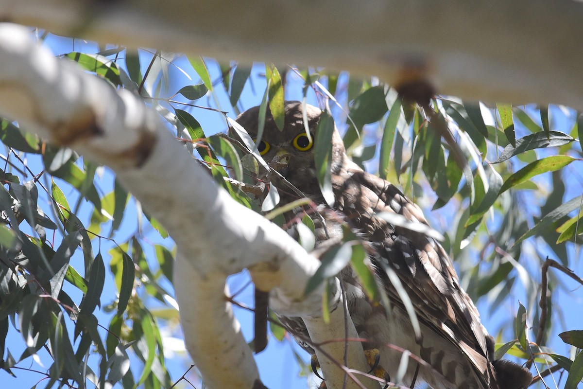 Barking Owl - ML646391082