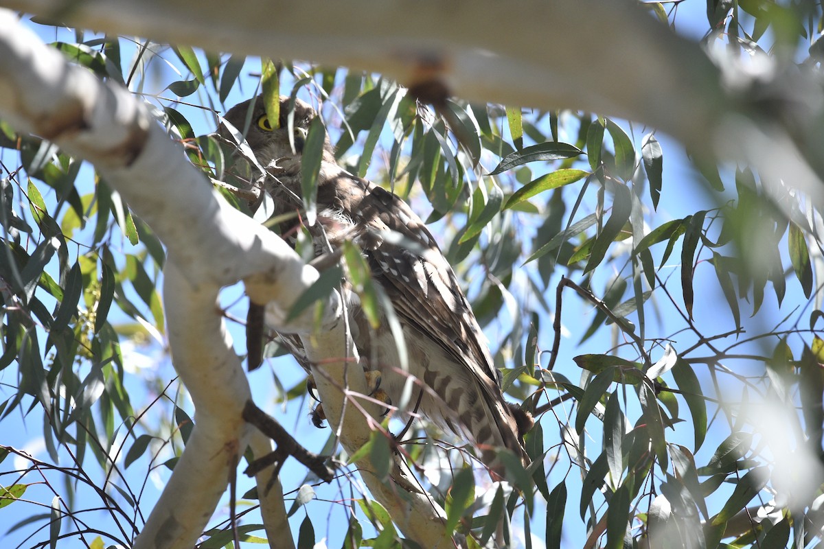 Barking Owl - ML646391083
