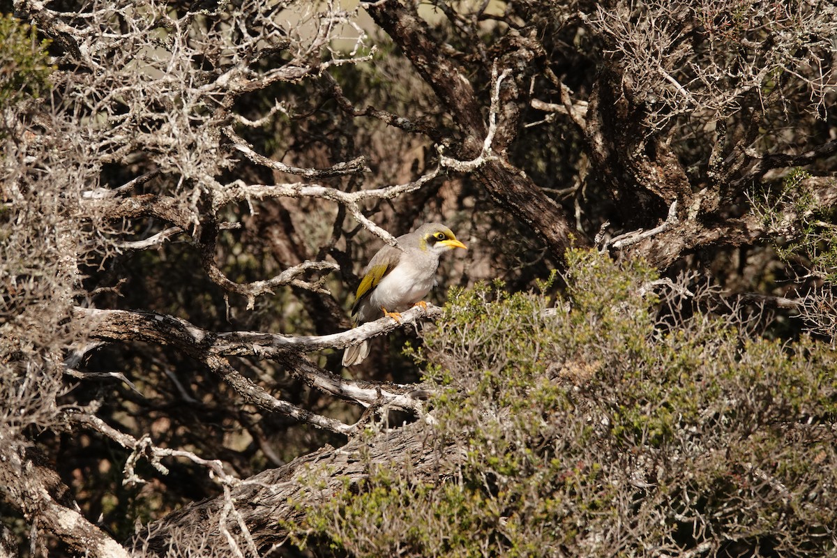 Yellow-throated Miner - ML646391084
