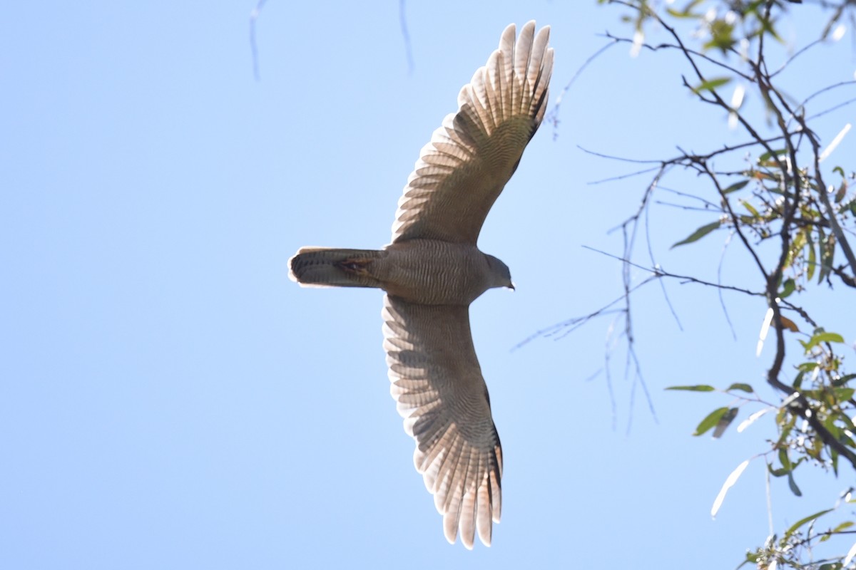 Brown Goshawk - ML646391096