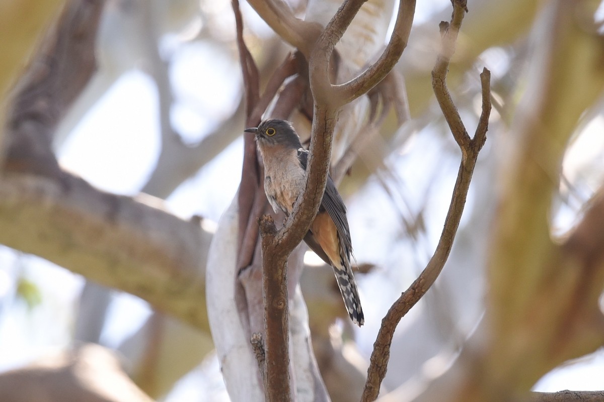Fan-tailed Cuckoo - ML646391101