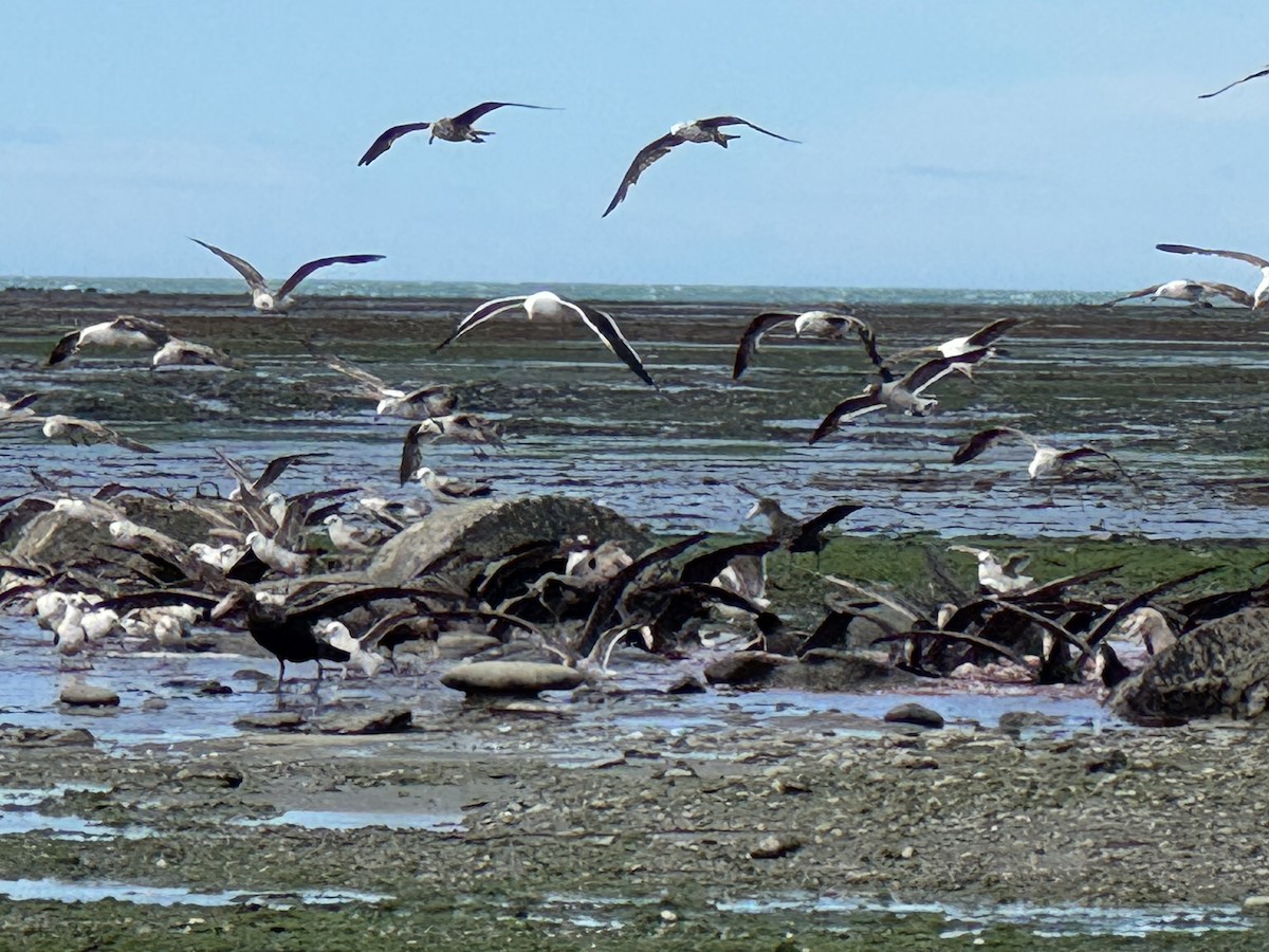 Kelp Gull - ML646391102