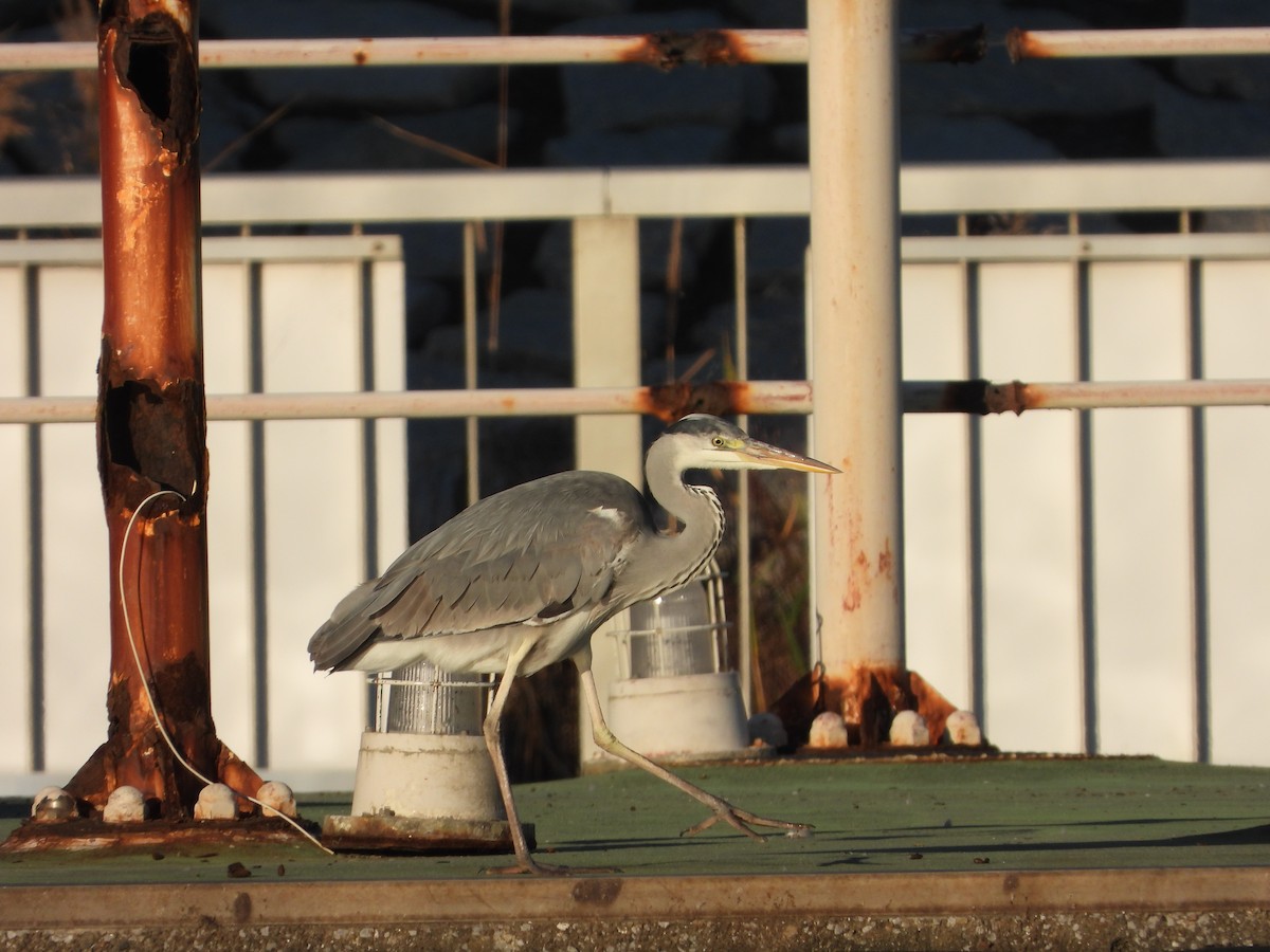 Gray Heron - ML646391104