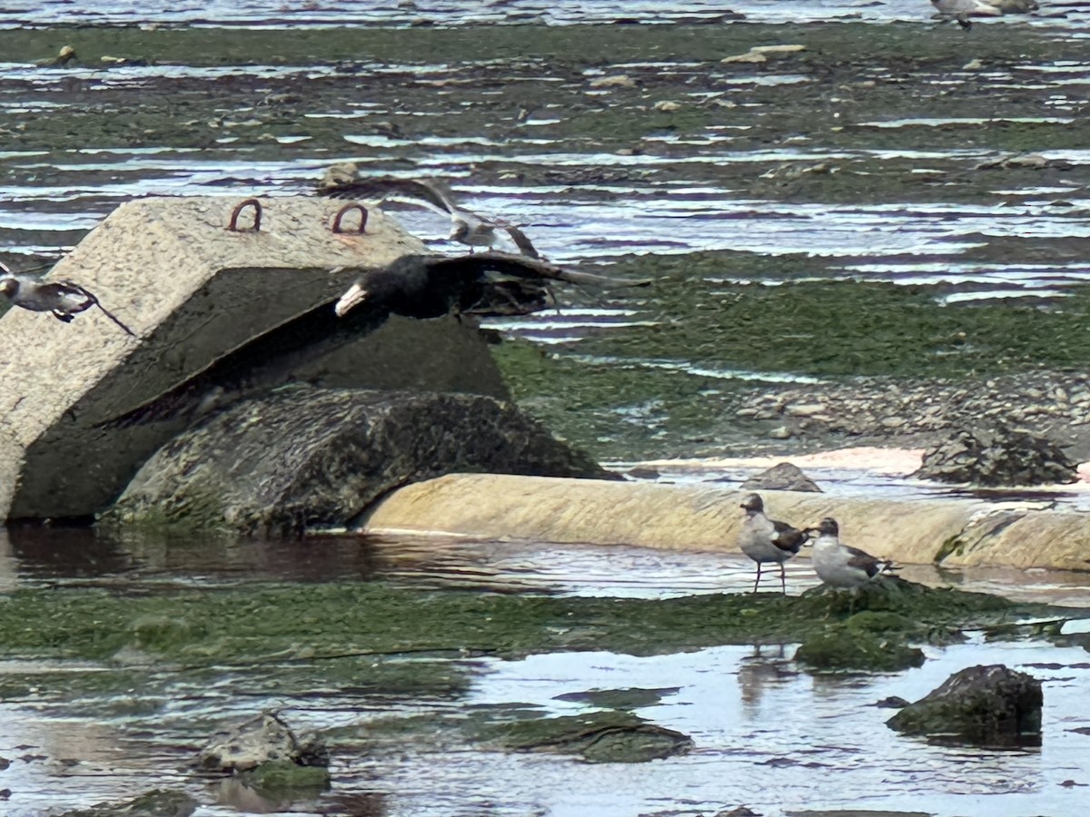 Dolphin Gull - ML646391106