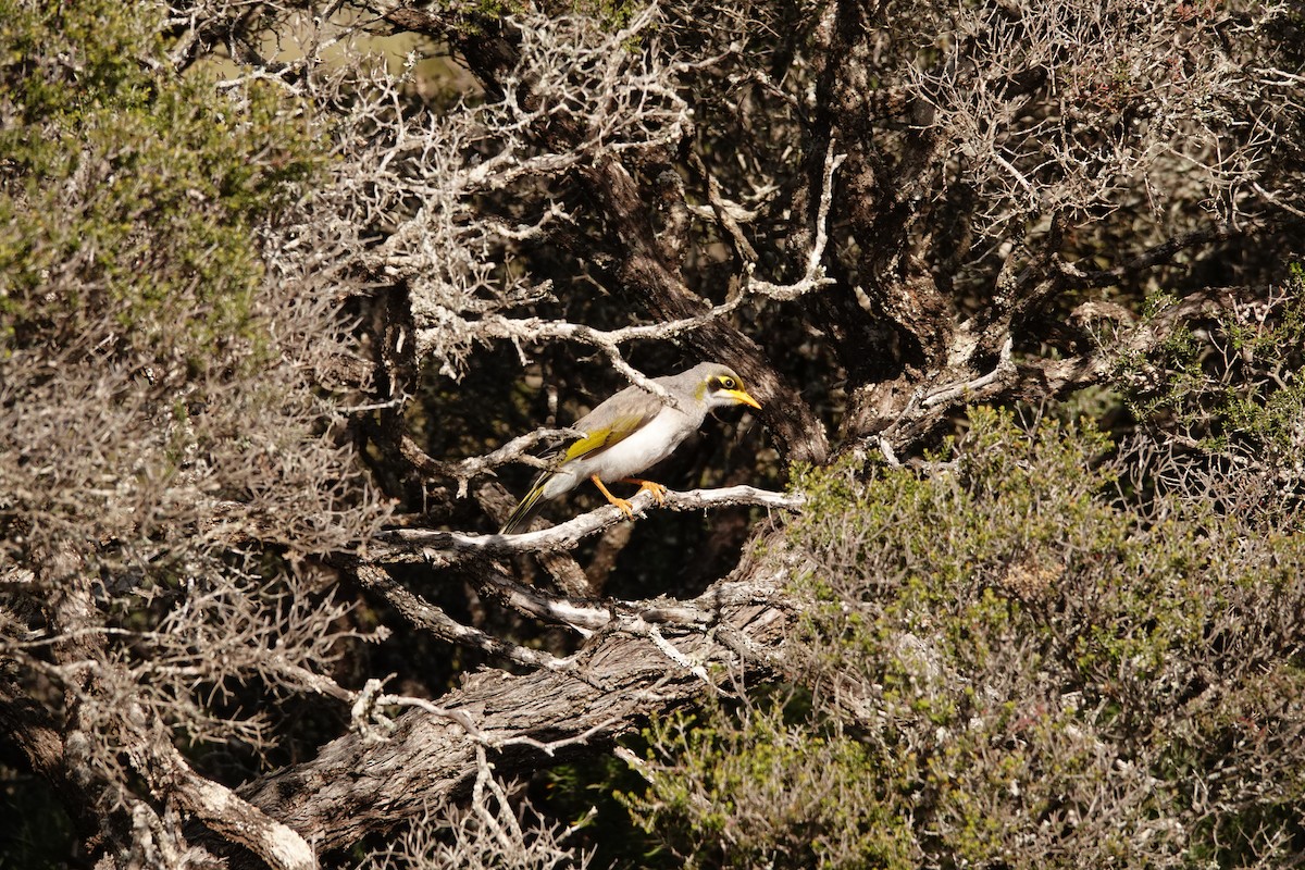 Yellow-throated Miner - ML646391107