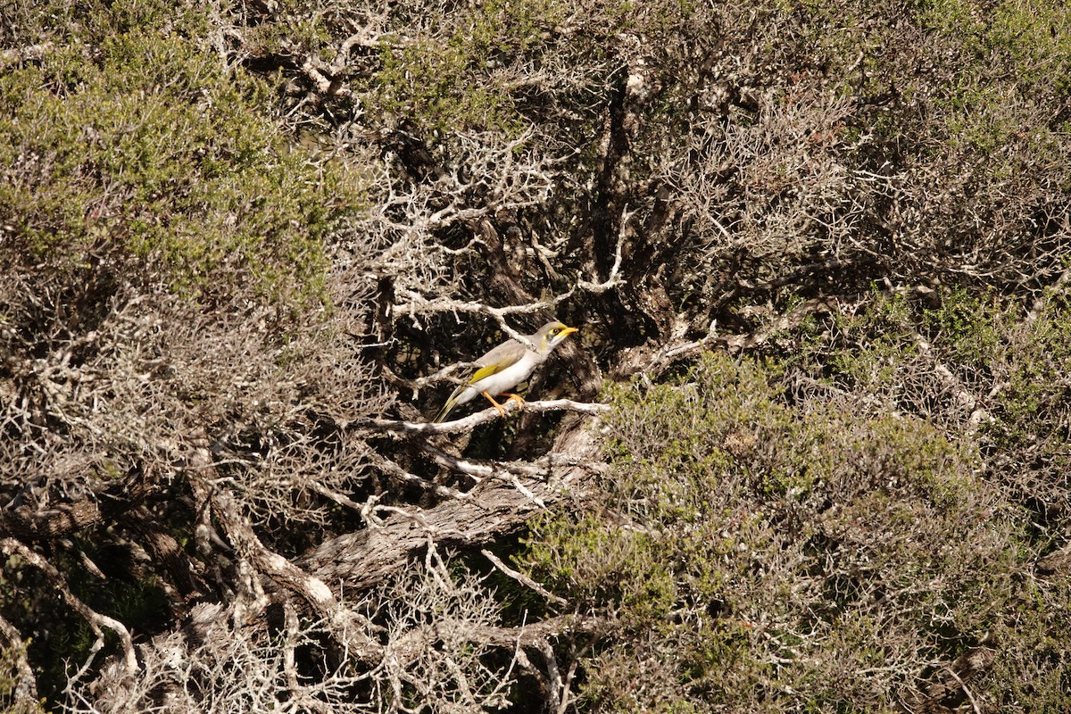 Yellow-throated Miner - ML646391108