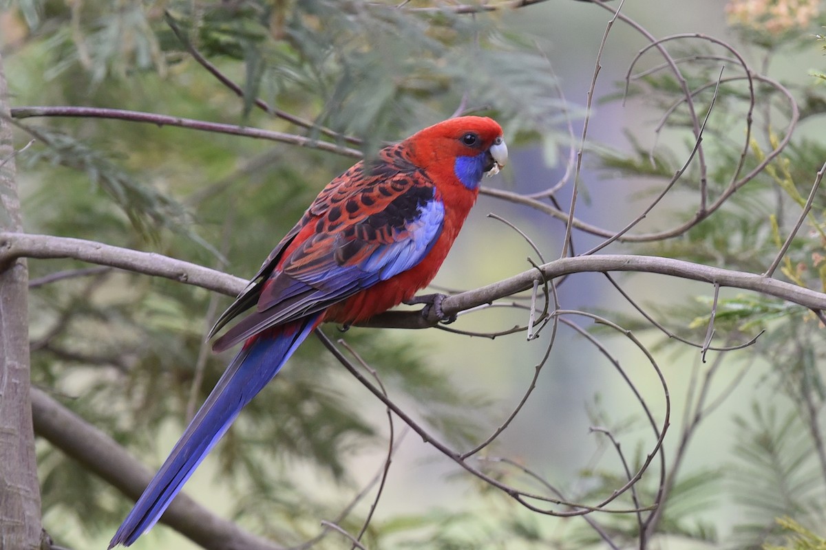 Crimson Rosella - ML646391110