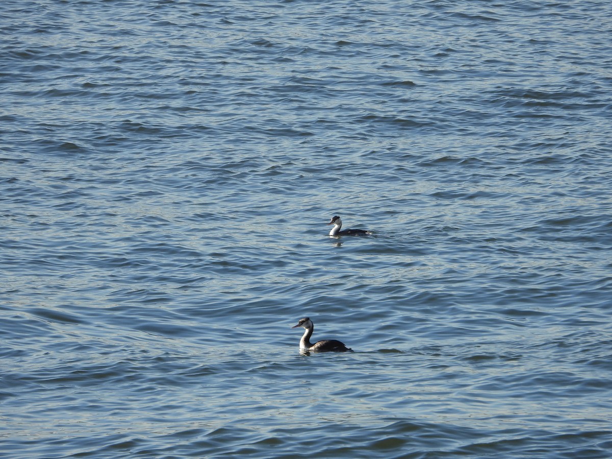 Great Crested Grebe - ML646391111