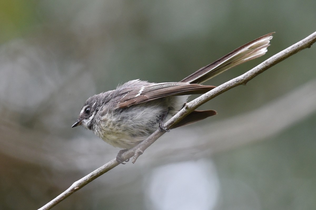 Gray Fantail - ML646391112