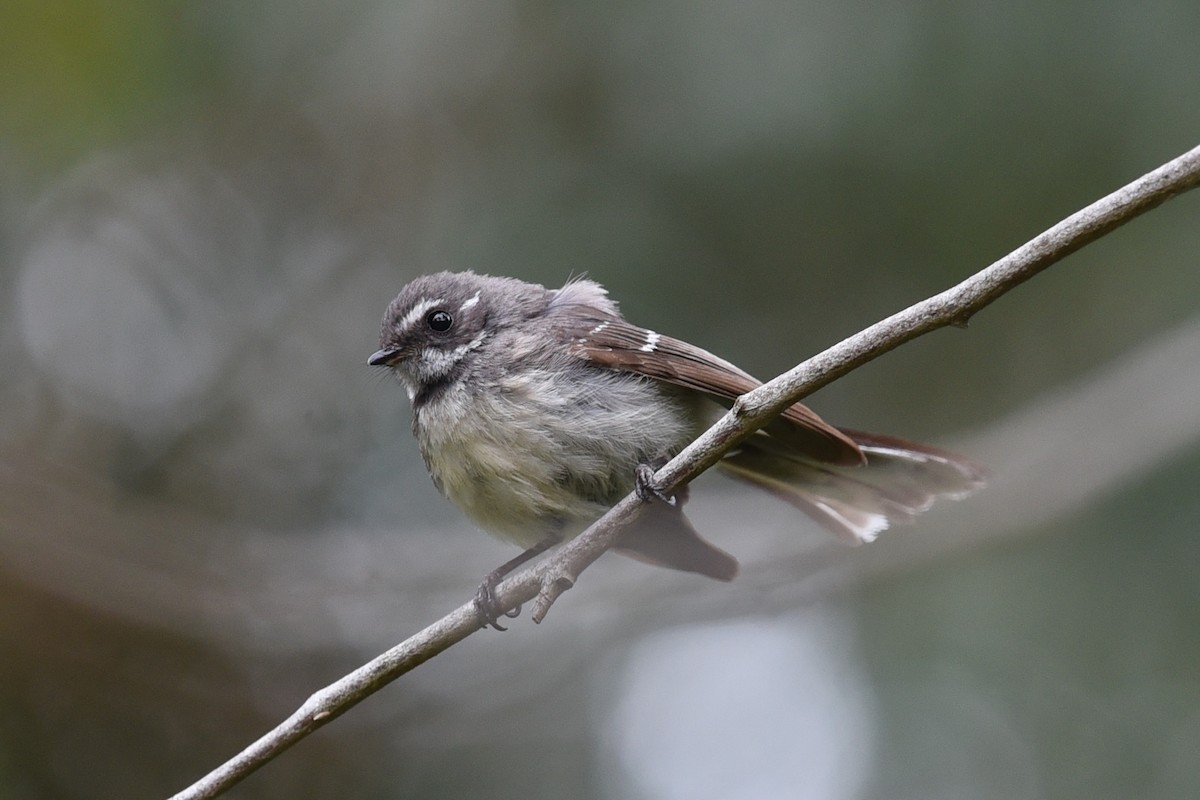 Gray Fantail - ML646391113