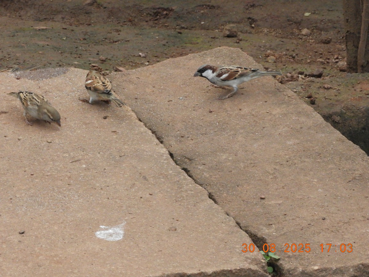 House Sparrow - ML646391114