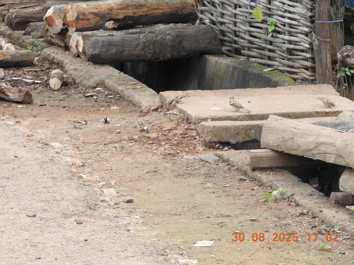 House Sparrow - ML646391115