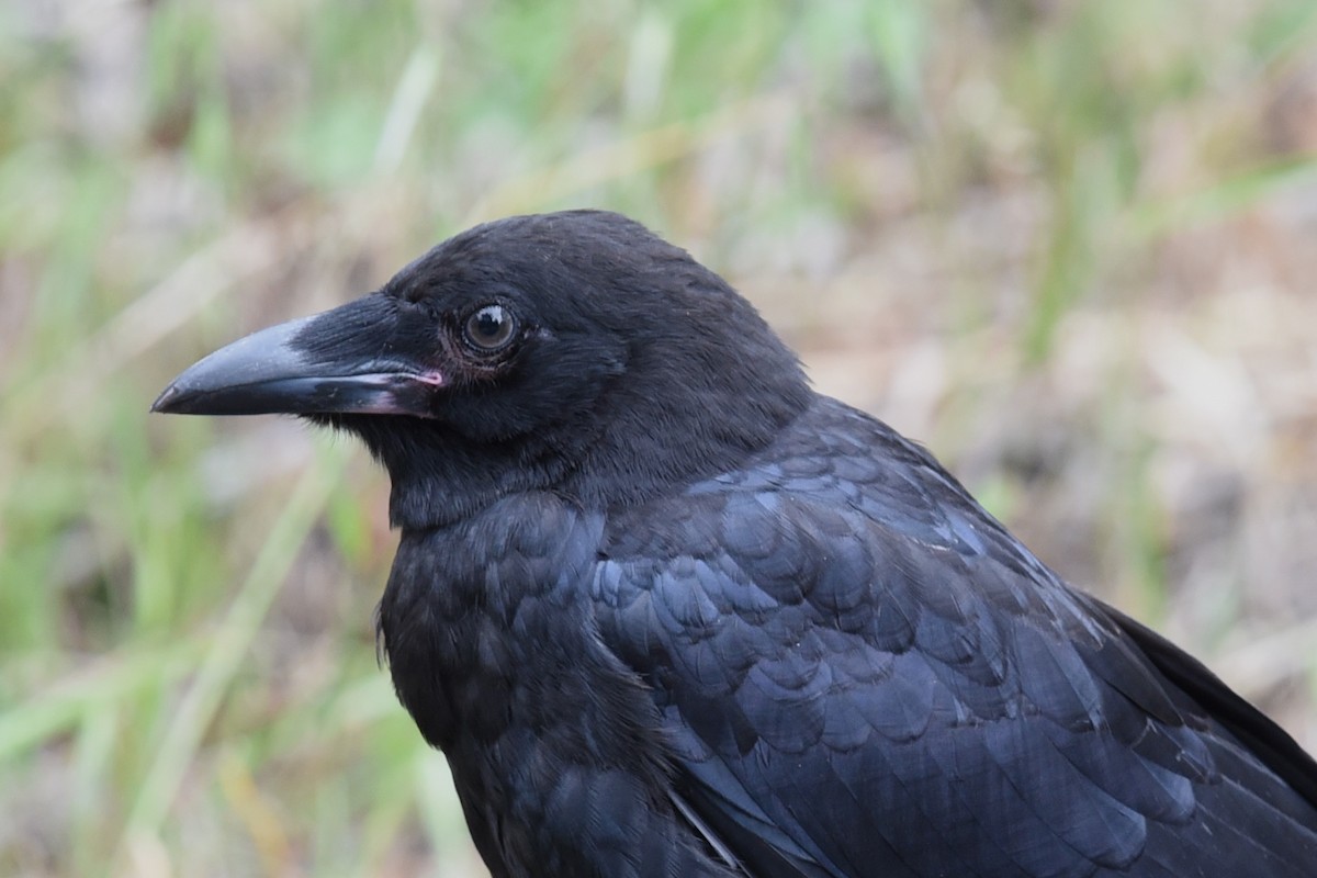 Petit Corbeau - ML646391117