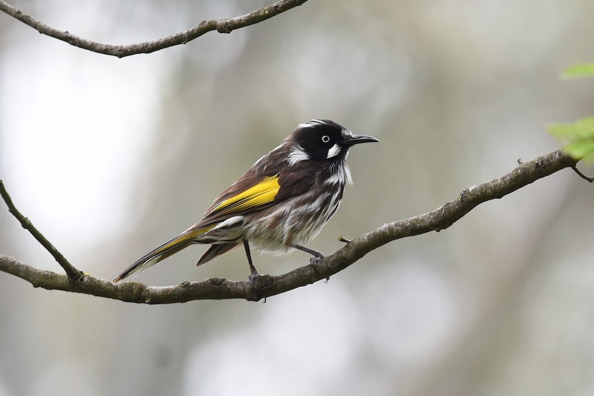 New Holland Honeyeater - ML646391118