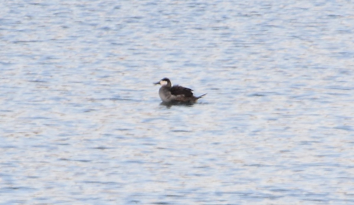 Ruddy Duck - ML646391119