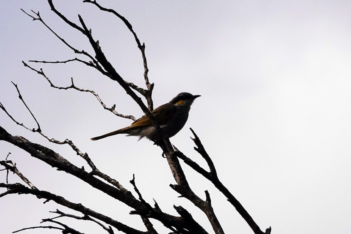 Singing Honeyeater - ML646391120