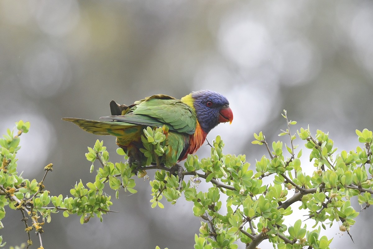 Rainbow Lorikeet - ML646391122