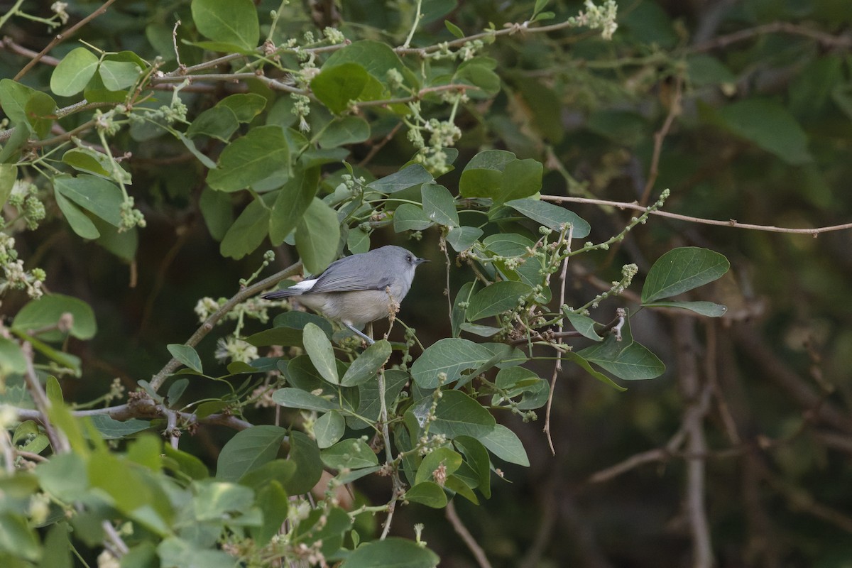 Mauritius Gray White-eye - ML646391124