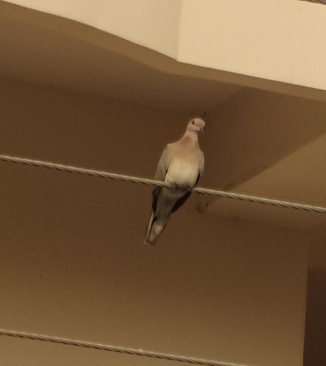 צוצלת - ML646391125