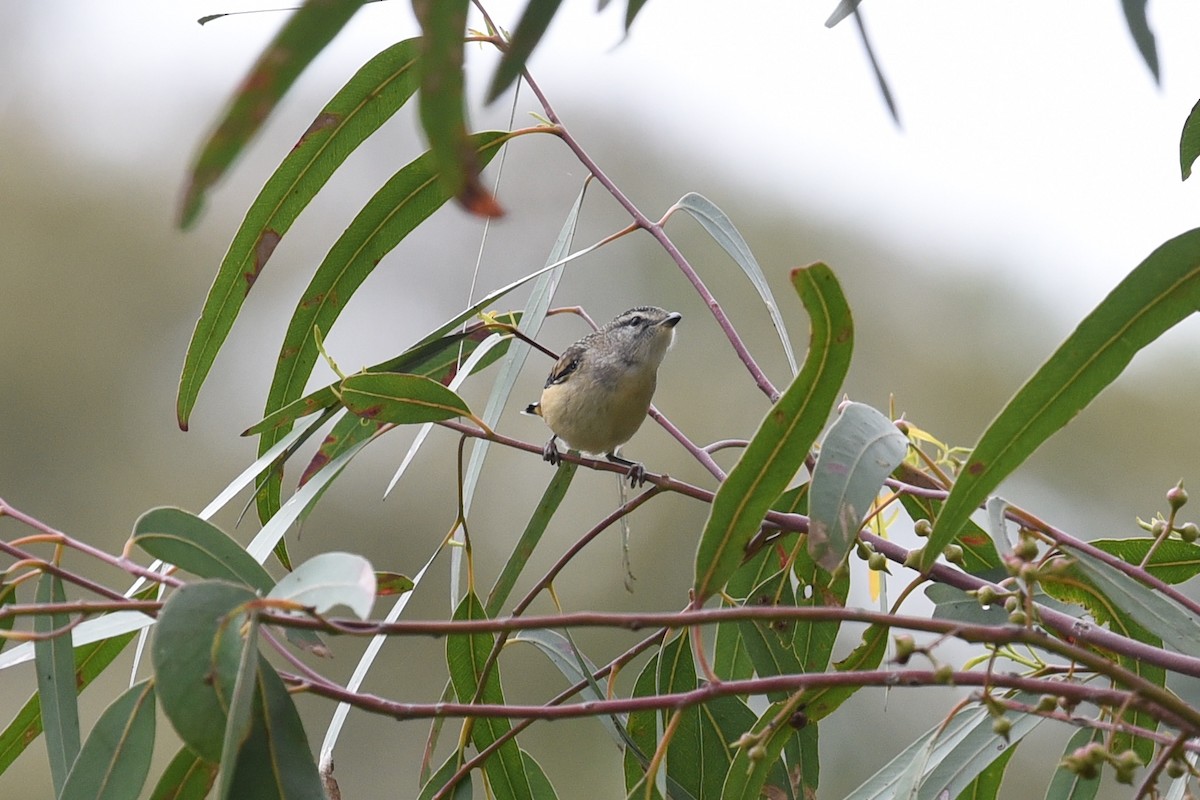 Spotted Pardalote - ML646391126