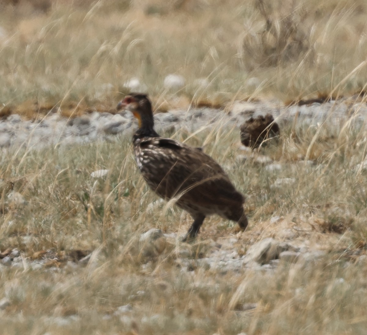 Gelbkehlfrankolin - ML646391127