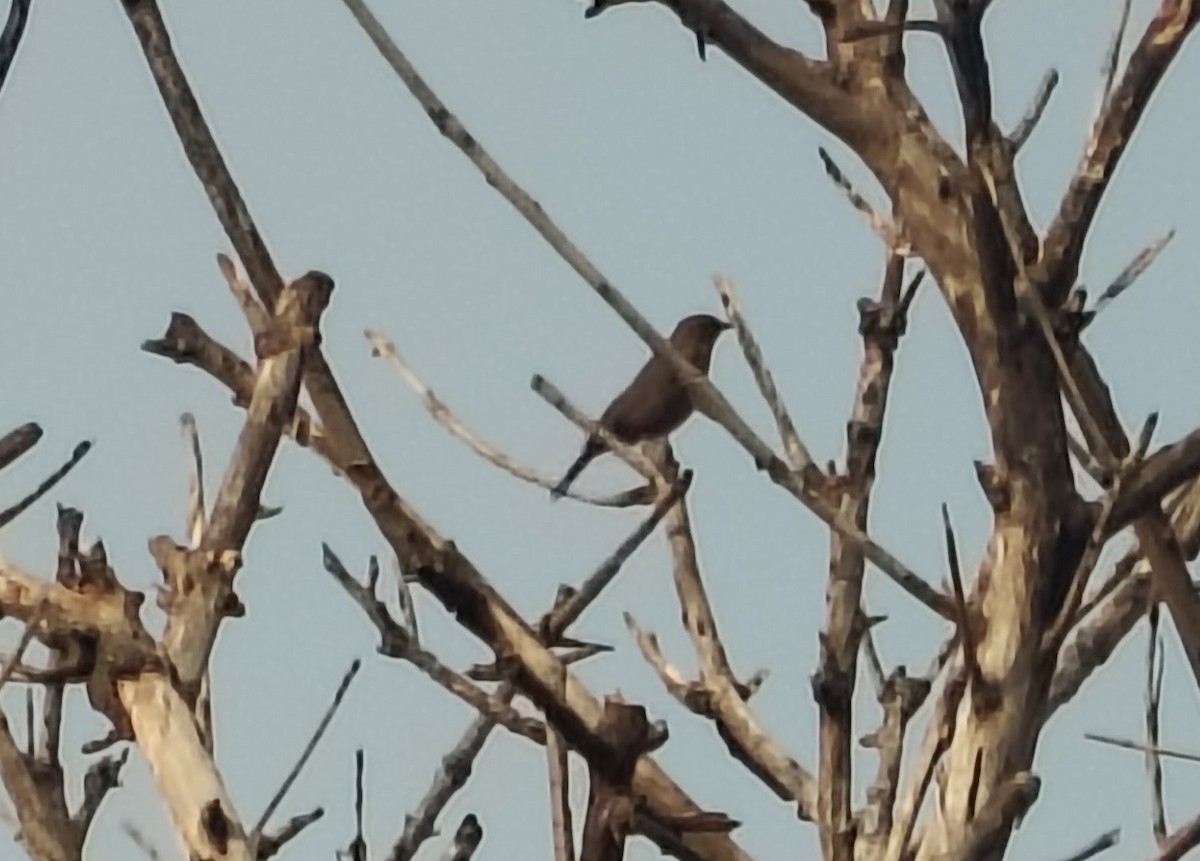 Brown Rock Chat - ML646391131