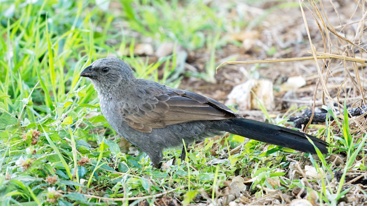 apostelfugl - ML646391132