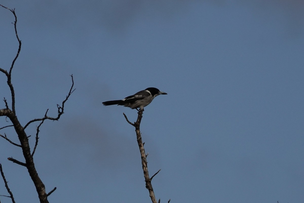 Gray Butcherbird - ML646391133