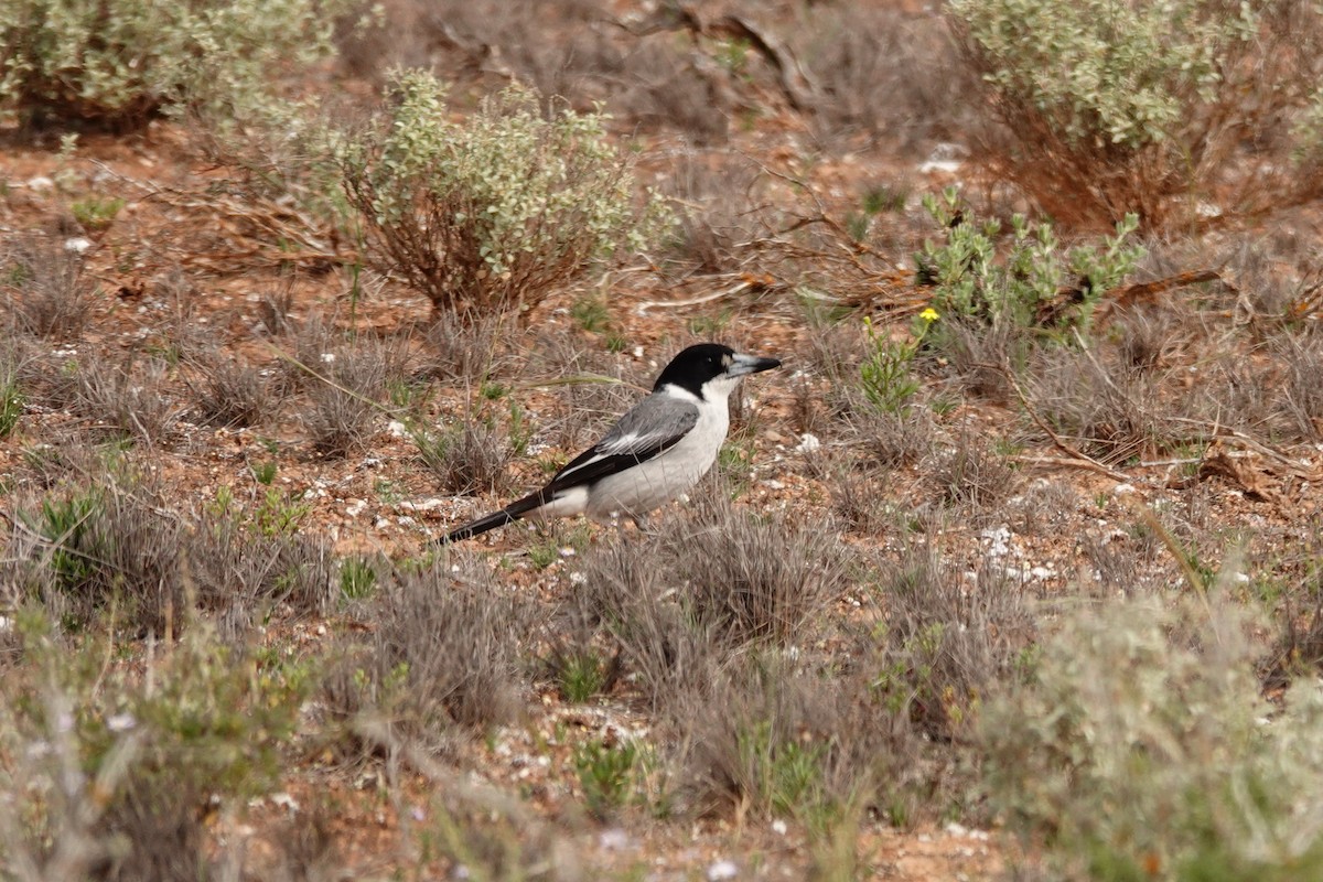 gråryggslakterfugl - ML646391134